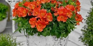 Альстромерия: описание, выращивание, уход, фото