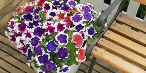 Петуния серии Petunia Hulahoop (Хулахуп)