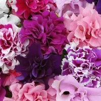 Петуния серии Pirouette Double Petunia (Пируэт Дабл)