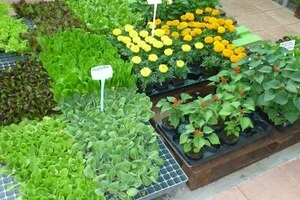 Опыт применения безбалластных иркутских гуматов (леонардитов) на цветах и декоративно-кустарниковых культурах