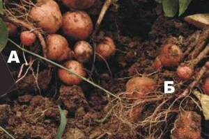 Применение гуматов на картофеле. Удобрения для Картофеля БУЛЬБА