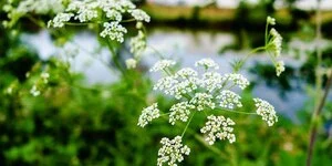 Амми: описание, выращивание, уход, фото