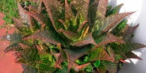 Алоэ: описание, выращивание, уход, фото