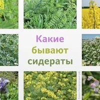 Что такое сидераты?