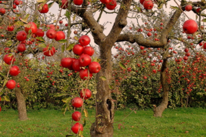Подкормки плодовых деревьев гуматами
