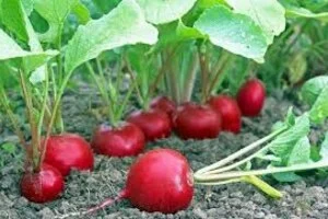 В создание богатого, вкусного и красивого огорода Вам поможет Грин Агро - поговорим о Редисе