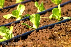 Капельное орошение и полив, его преимущества и особенности