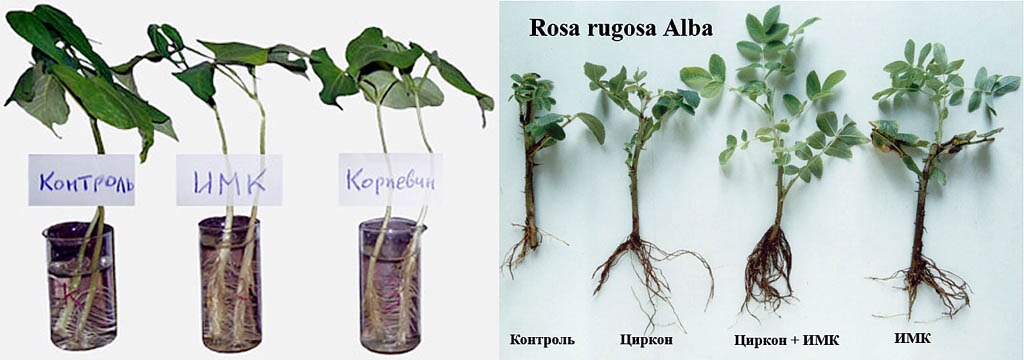 Чем можно заменить корневин. Розы корневин черенки. Корневин гетероауксин. Корневин для растений.