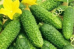 Какие бывают огурцы: классификация сортов, что такое Партенокарпические, Самоопыляющиеся,Пчелоопыляемые  ? 
