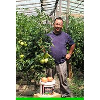 Опыт выращивания томатов в теплице с применением почвоулучшителей и гуматов
