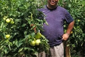 Опыт выращивания томатов в теплице с применением почвоулучшителей и гуматов