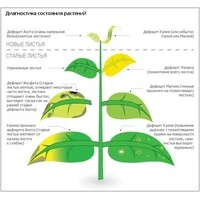 Дефицит питательных веществ при выращивании цветов-однолетников, какие признаки? как диагностировать? 