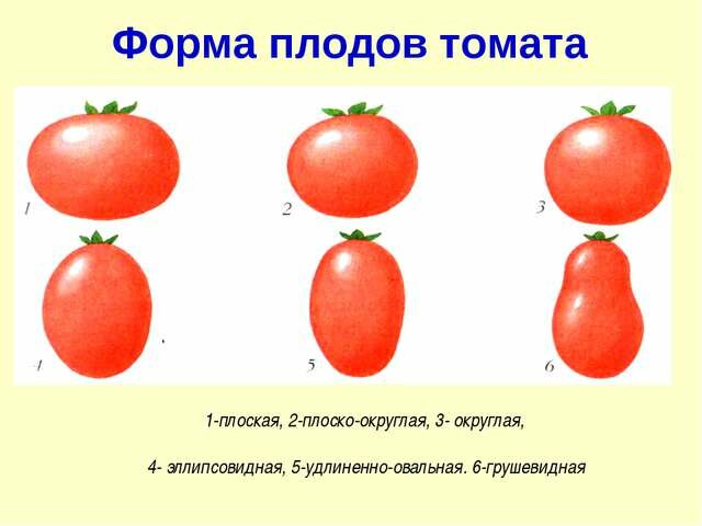 классификация томатов по всем параметрам
