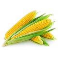 Профессиональные семена кукурузы