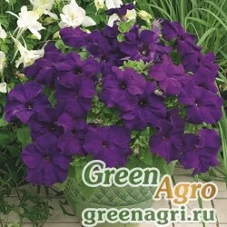 Семена Петуния крупноцветковая (Petunia grandiflora) "Storm F1" (blue) raw 1000 шт.