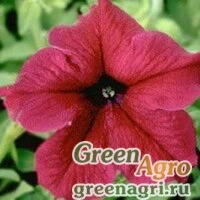 Семена Петуния крупноцветковая (Petunia grandiflora) "Supercascade f1" (burgundy) raw 5000 шт.