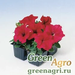 Семена Петуния крупноцветковая (Petunia grandiflora) "Tango F1" (red) raw 5000 шт.