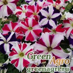 Семена Петуния крупноцветковая (Petunia grandiflora) "Tango F1" (all star mixture) raw 1000 шт.