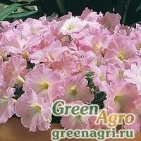 Семена Петуния крупноцветковая (Petunia grandiflora) "Supercascade F1" (blush) raw 1000 шт.