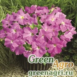 Семена Петуния крупноцветковая (Petunia grandiflora) "Storm F1" (lavender) raw 1000 шт.