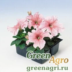 Семена Петуния крупноцветковая (Petunia grandiflora) "Tango F1" (salmon veined) Pelleted 1000 шт.