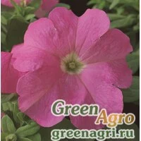 Семена Петуния крупноцветковая (Petunia grandiflora) "Ultra F1" (pink) raw 1000 шт.