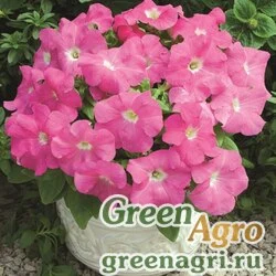 Семена Петуния крупноцветковая (Petunia grandiflora) "Storm F1" (pink) pelleted 1000 шт.