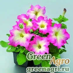 Семена Петуния крупноцветковая (Petunia grandiflora) "Tango F1" (red morn) pelleted 1000 шт.