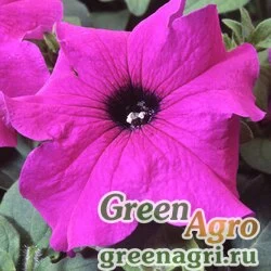 Семена Петуния крупноцветковая (Petunia grandiflora) "Tango F1" (violet) Pelleted 1000 шт.