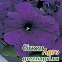 Семена Петуния крупноцветковая (Petunia grandiflora) "Supercascade F1" (blue) Raw 5000 шт.