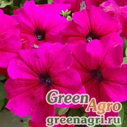 Семена Петуния крупноцветковая (Petunia grandiflora) "Tango F1" (burgundy) pelleted 1000 шт.