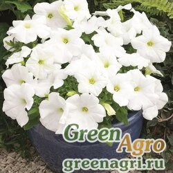 Семена Петуния крупноцветковая (Petunia grandiflora) "Storm F1" (white) Pelleted 1000 шт.