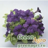 Семена Петуния крупноцветковая (Petunia grandiflora) "Ultra F1" (blue) raw 1000 шт.