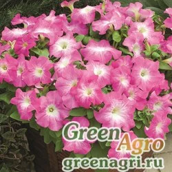 Семена Петуния крупноцветковая (Petunia grandiflora) "Storm F1" (pink morn) pelleted 1000 шт.