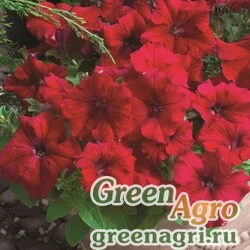 Семена Петуния крупноцветковая (Petunia grandiflora) "Storm F1" (red) Pelleted 1000 шт.