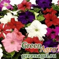 Семена Петуния крупноцветковая (Petunia grandiflora) "Tango F1" (formula mixture) pelleted 1000 шт.