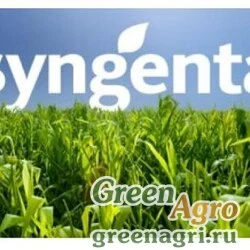 Семена Кукуруза, СИ Респект, 1 п.е., Syngenta