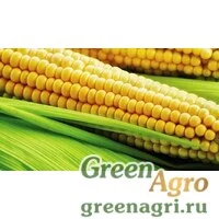 Семена ГХ 5704 F1 100 тыс. семян, Syngenta