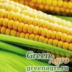 Семена ГХ 5704 F1 100 тыс. семян, Syngenta