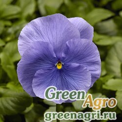 Семена Виола Виттрока (Viola wittrockiana) "Fino F1" (light blue) raw 1000 шт.