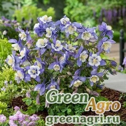 Семена Аквилегия гибридная (Aquilegia hybrida) "Earlybird" (blue white) raw 100 шт.