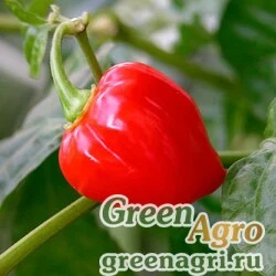 Семена Перец летний (Capsicum annuum) "Pepper Hot Habanero" 5 г