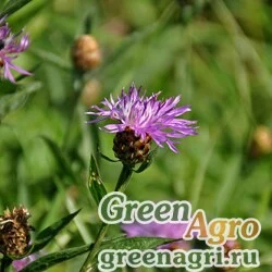 Семена Василек луговой (Centaurea jacea) 10 г