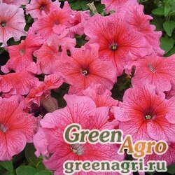 Семена Петуния крупноцветковая (Petunia grandiflora) "Tango F1" (rose veined) raw 5000 шт.