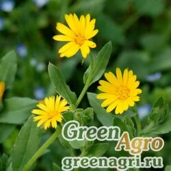 Семена Календула полевая (Calendula arvensis ) (orange) 50 г