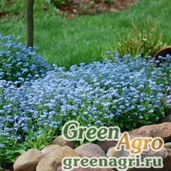 Семена Незабудка Мон Ами Блю 1000 шт