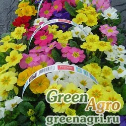 Семена Примула бесстебельная (Primula acaulis) "Accord S1" (full mixture) raw 0.2 г