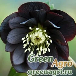 Семена Морозник черный (Helleborus niger) "Christmas Carol" raw 1000 шт.
