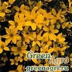 Семена Череда золотистая (Bidens aurea ) 20 г