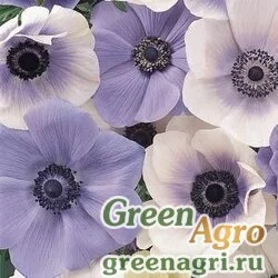 Семена Анемона (Ветреница) корончатая (Anemone coronaria) "MONA LISA" (LAVENDER SHADES) raw 100 шт.